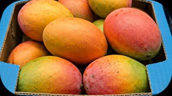 Boxes of mangoes ready for delivery