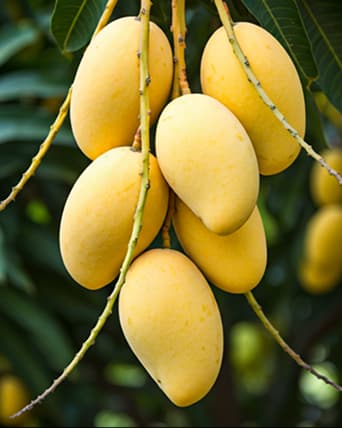 Mango harvest season